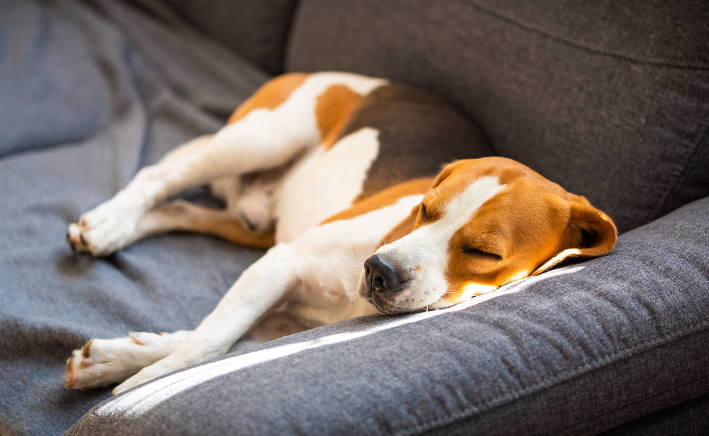 Beagle dog lying on the sofa