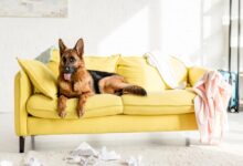 German Shepherd lying on bright yellow sofa