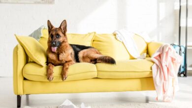 German Shepherd lying on bright yellow sofa