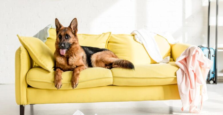 German Shepherd lying on bright yellow sofa